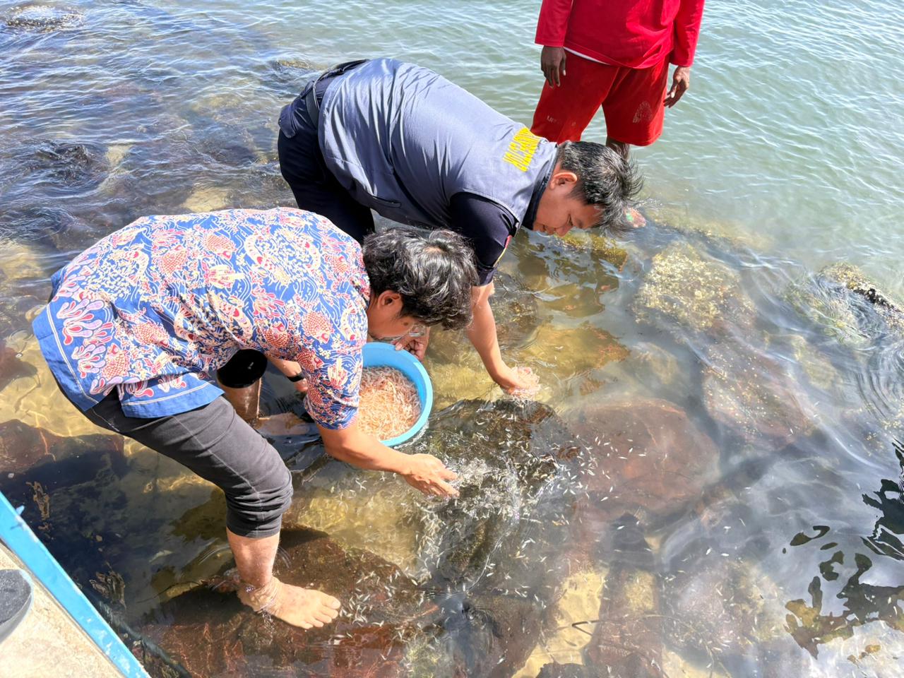 Pelepasliaran Benih Lobster di Pantai Dermaga Cinta Ancol Taman Impian